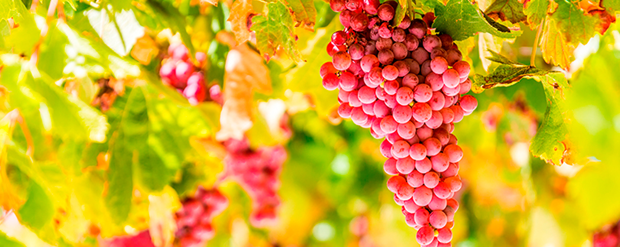 vinos de la terra mallorca